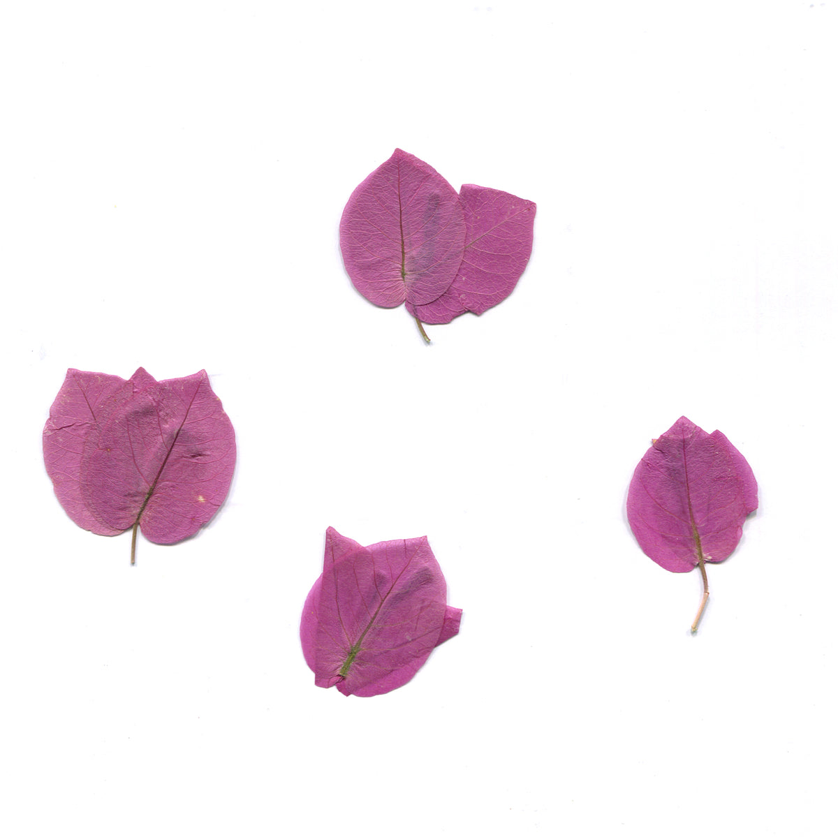 Natural purple bougainvillea bracts on a white background