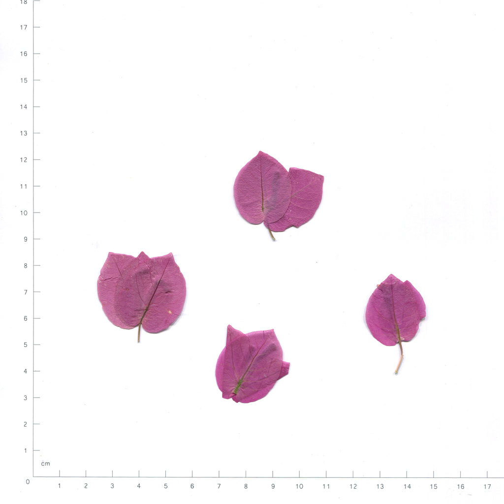 Natural purple bougainvillea bracts beside a measurement scale
