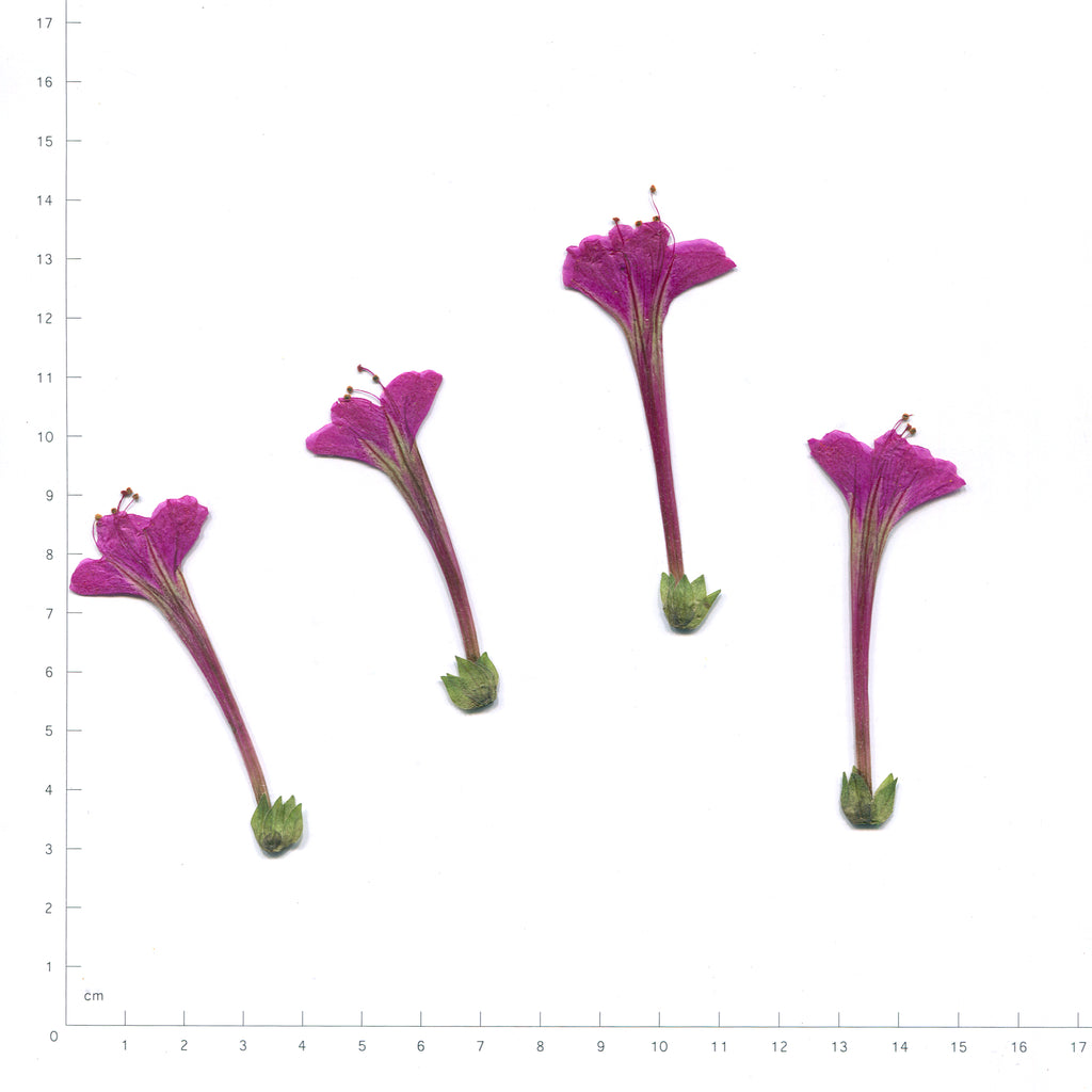 Natural purple four o'clock flower heads on a measurement grid