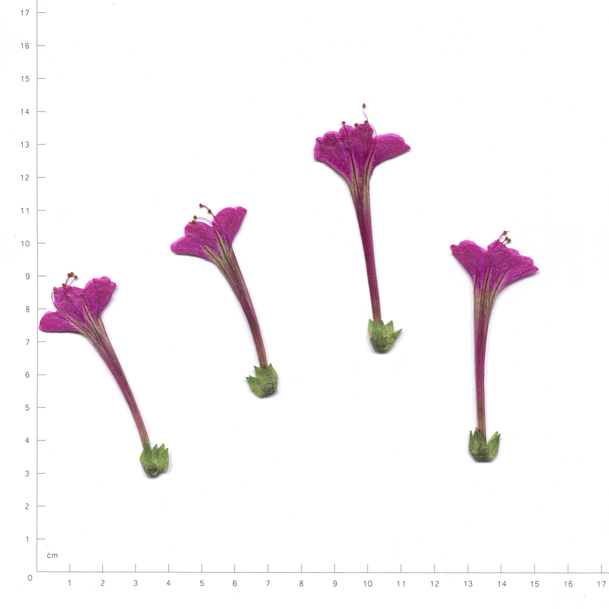 Natural purple four o'clock flower heads on a measurement grid