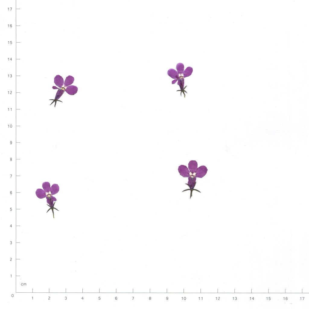 Purple pressed flower lobelia on a measurement grid