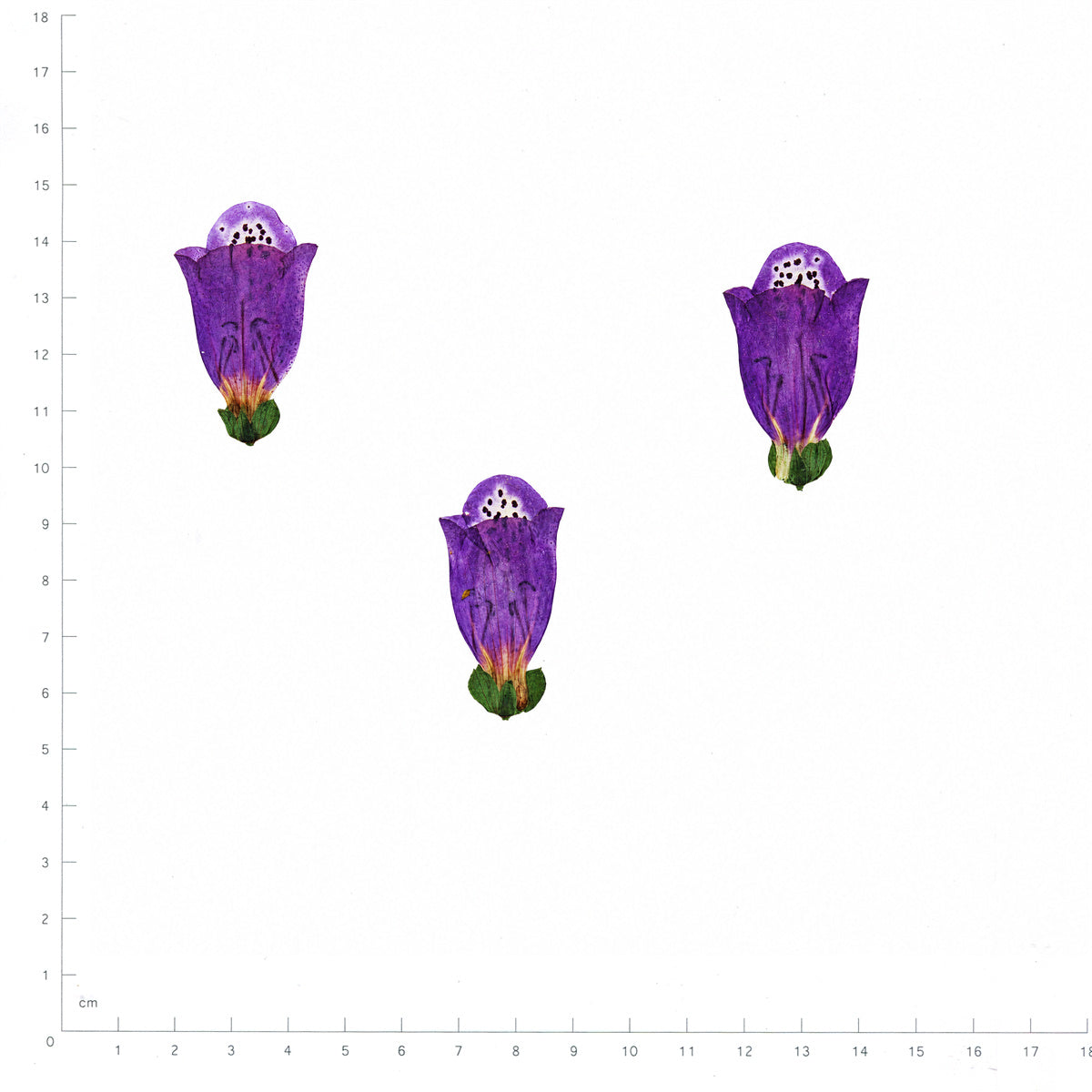 Pressed Flower Foxglove, Purple beside an 180 mm ruler