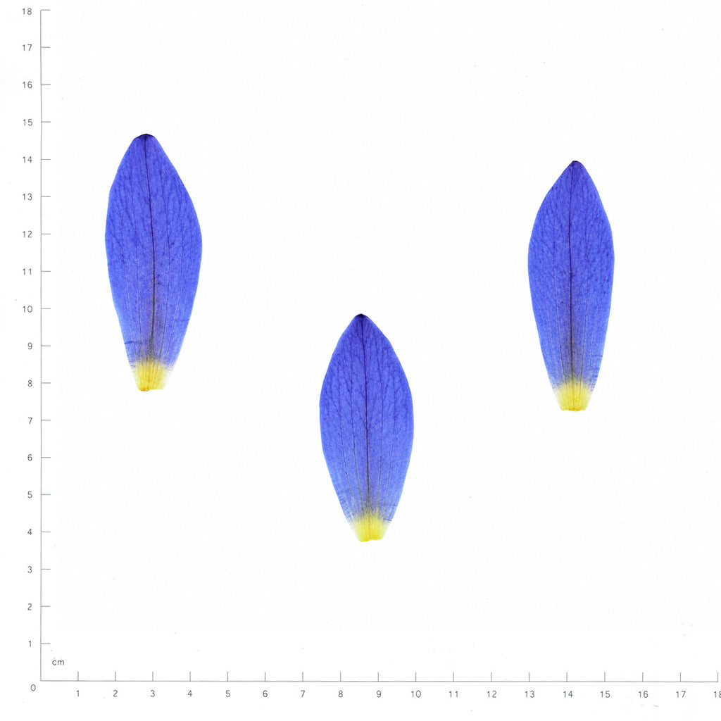 Pressed Water Lily Petals, Purple beside an 18 cm ruler