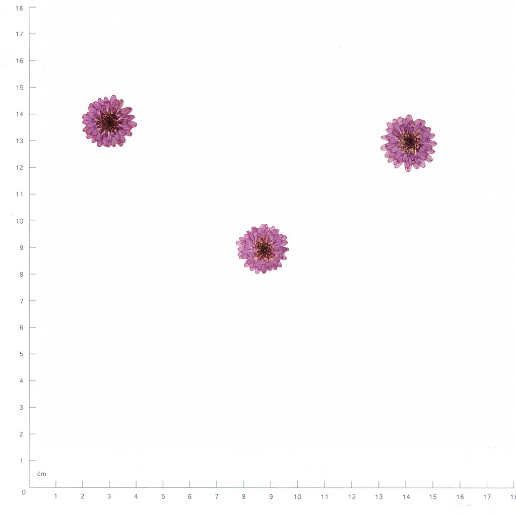 Pressed Flower Aster, Purple beside an 18 cm ruler