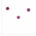 Pressed Flower Aster, Purple beside an 18 cm ruler