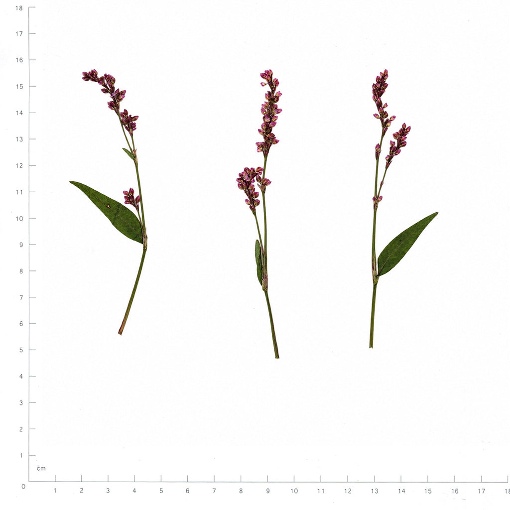 Pressed Flower Smartweed, Purple beside an 18 cm ruler