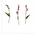 Pressed Flower Smartweed, Purple beside an 18 cm ruler