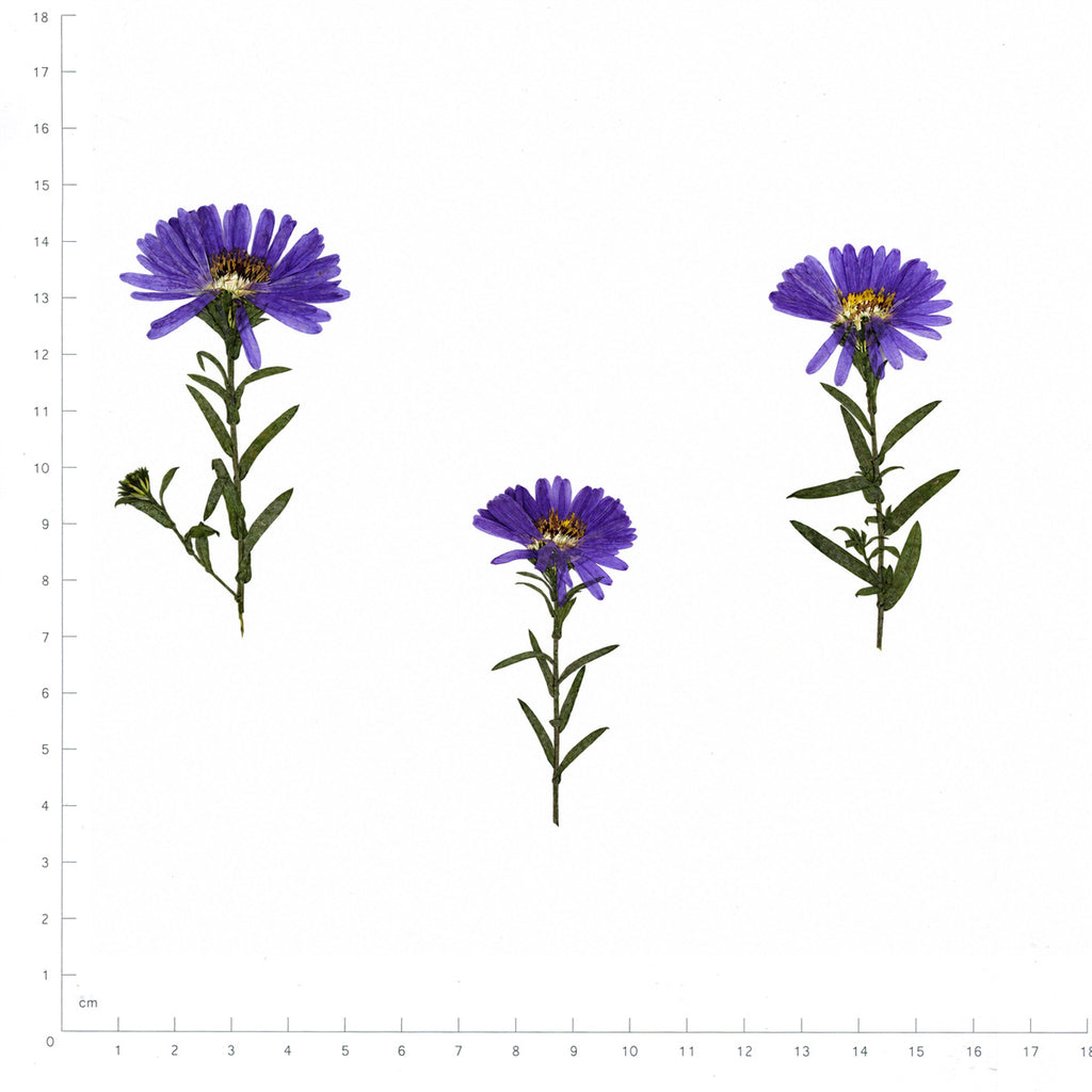 Pressed Flower Aster, Purple beside an 18 cm ruler