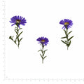 Pressed Flower Aster, Purple beside an 18 cm ruler