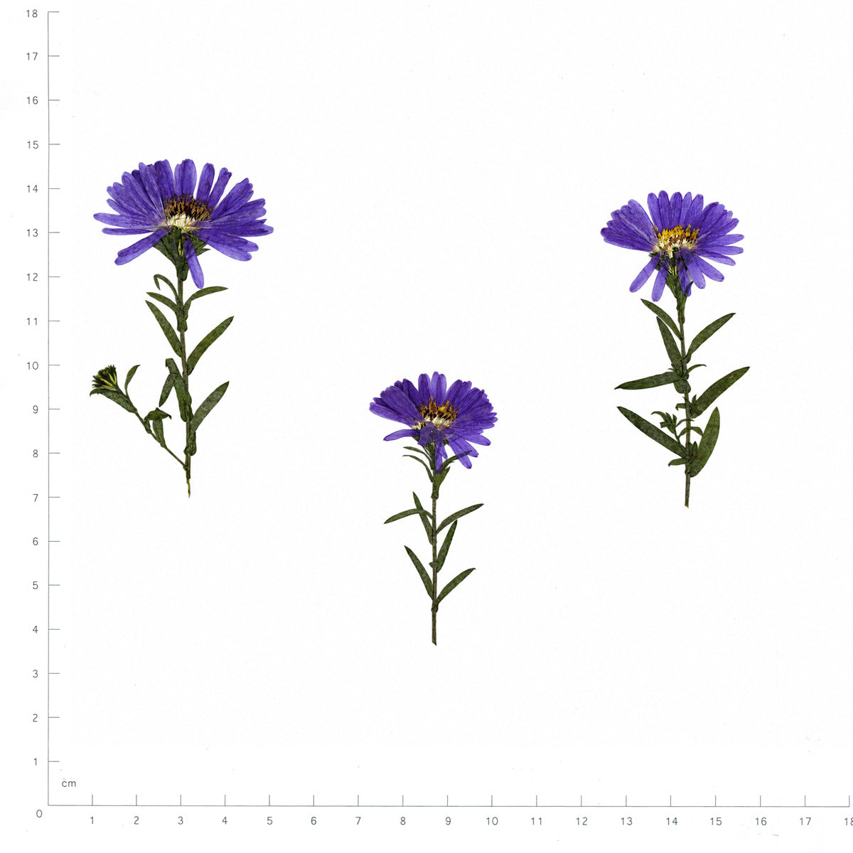 Pressed Flower Aster, Purple beside an 18 cm ruler