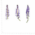 Pressed Flower Squill, Purple beside an 18 cm ruler