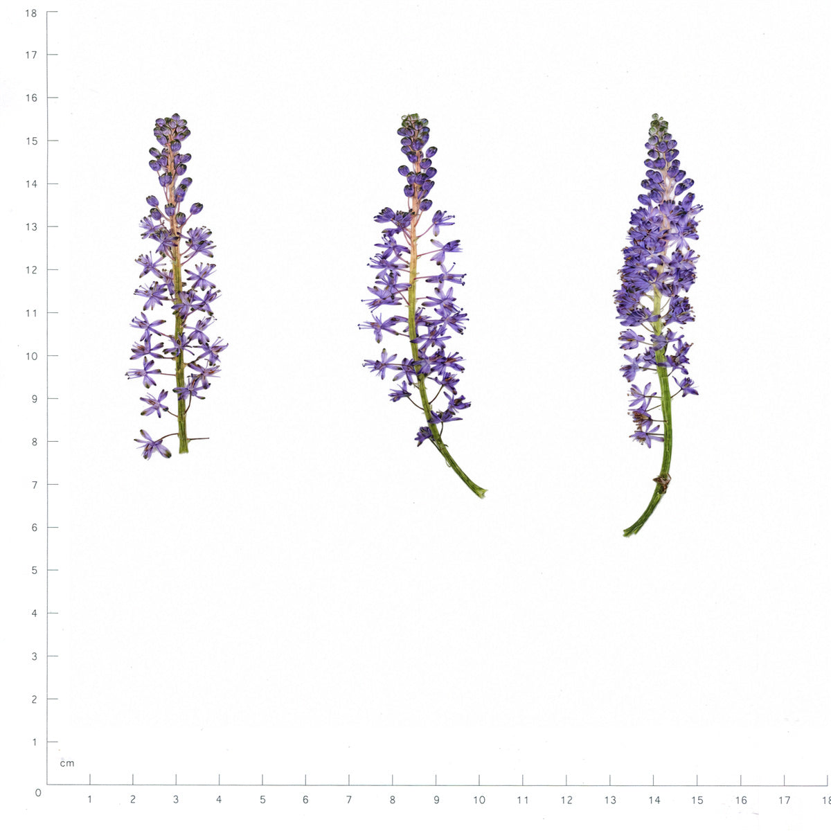 Pressed Flower Squill, Purple beside an 18 cm ruler