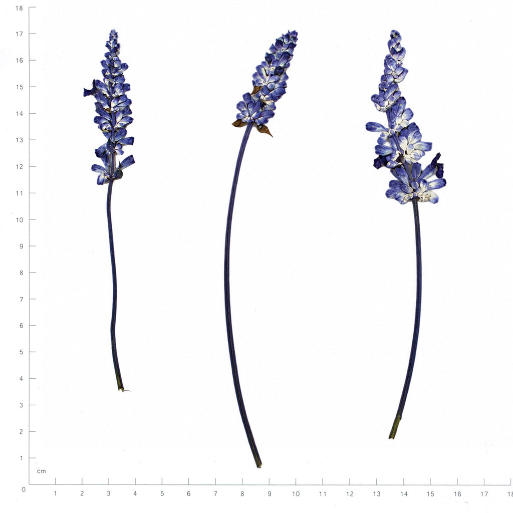 Pressed Flower Salvia, Purple beside an 18 cm ruler