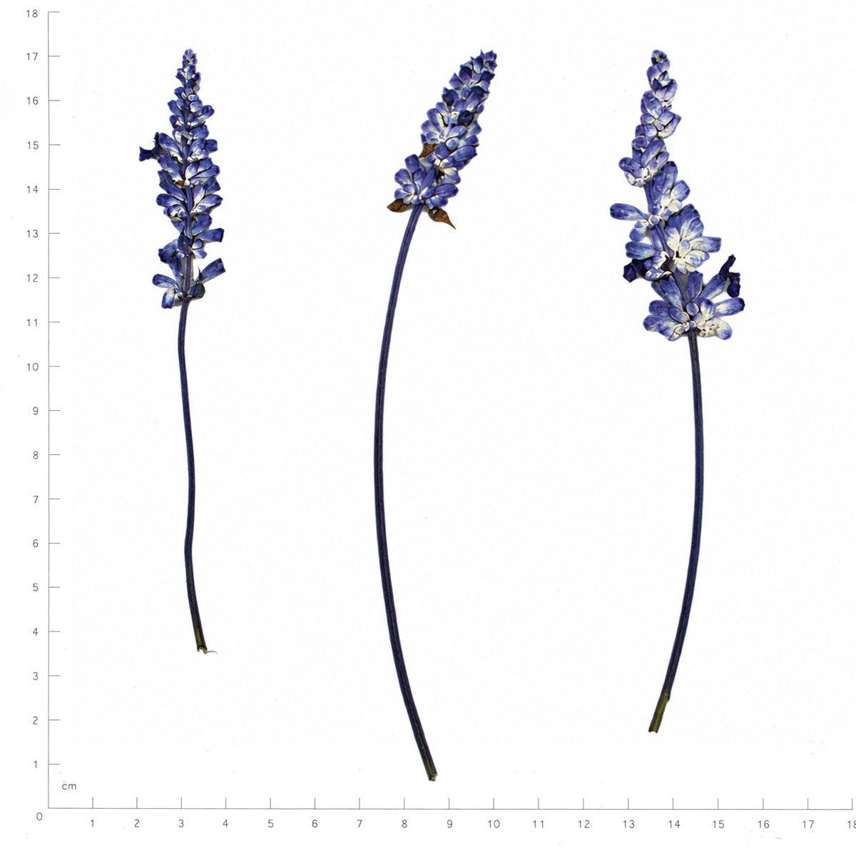 Pressed Flower Salvia, Purple beside an 18 cm ruler