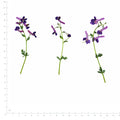 Pressed Flower Corydalis, Purple beside an 18 cm ruler