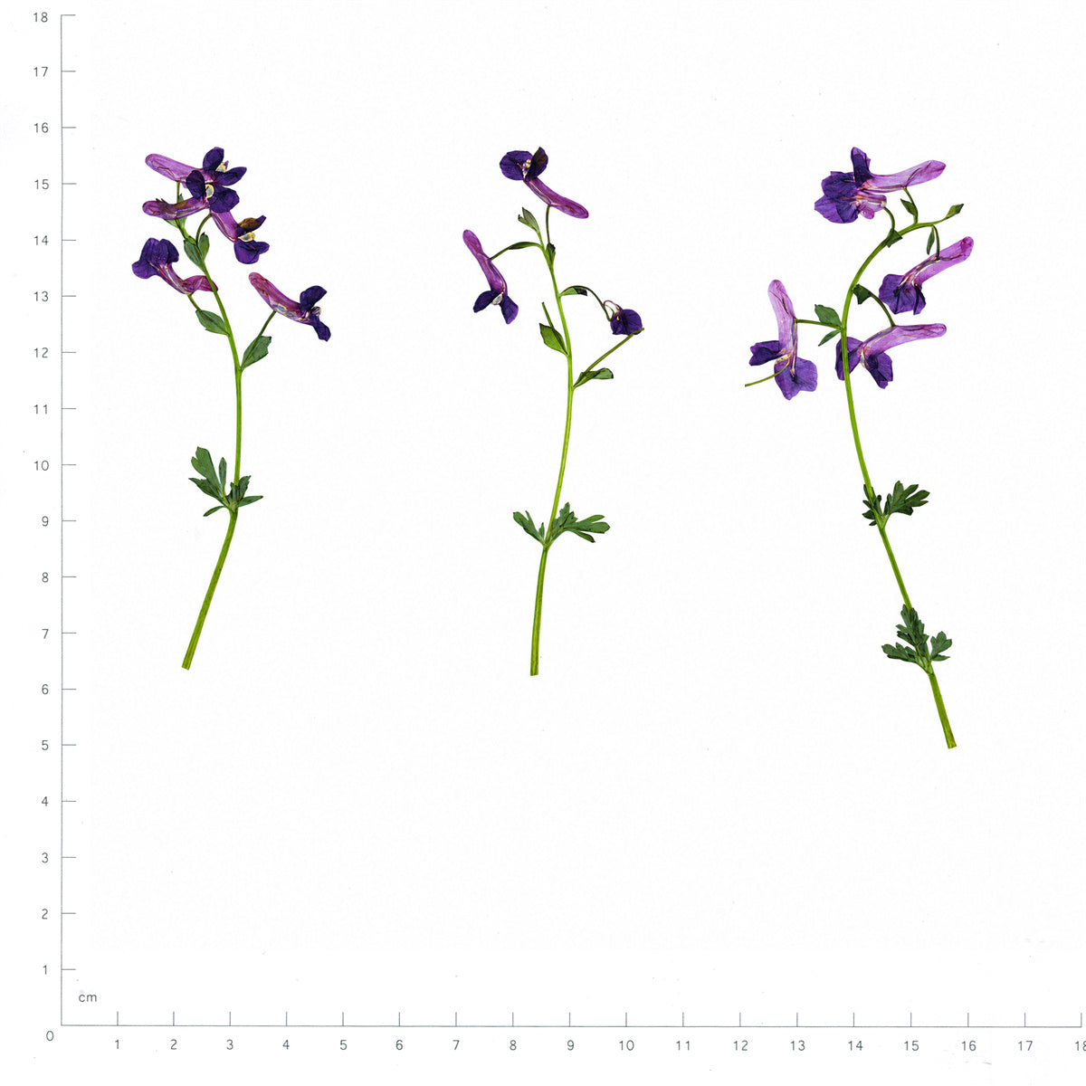 Pressed Flower Corydalis, Purple beside an 18 cm ruler