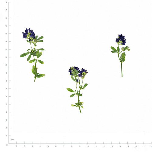 Pressed Flower Alfalfa, Purple beside an 18 cm ruler