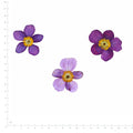 Pressed Flower Anemone, Purple beside an 18 cm ruler