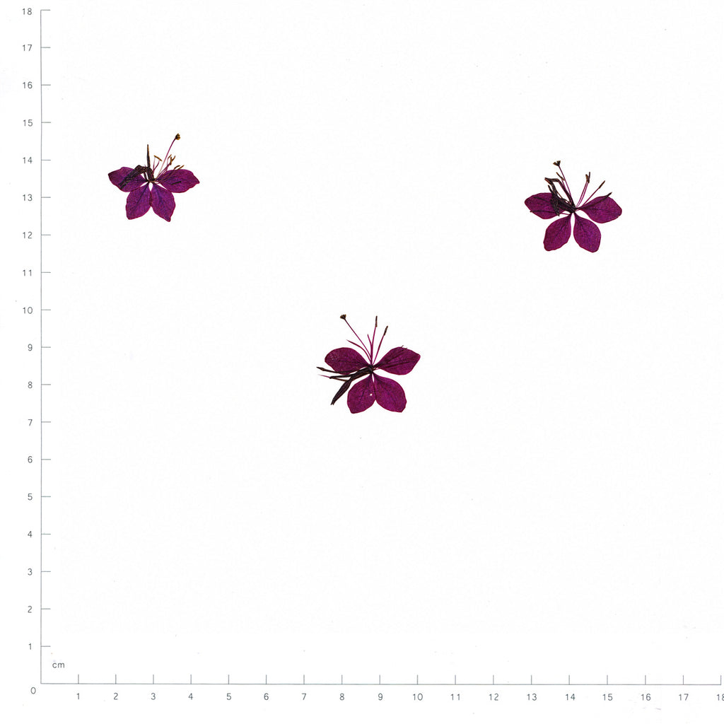 Pressed Flower Gaura, Purple beside a 180 mm ruler