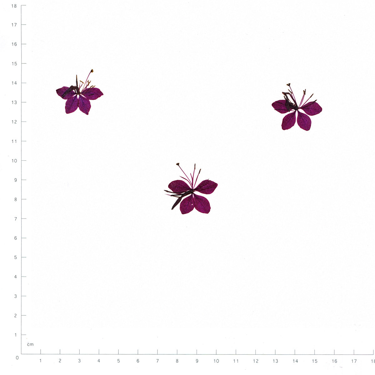Pressed Flower Gaura, Purple beside a 180 mm ruler