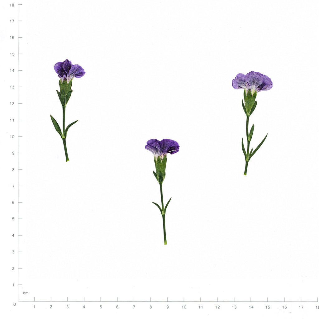 Pressed Flower Carnation, Purple beside an 18 cm ruler