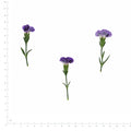 Pressed Flower Carnation, Purple beside an 18 cm ruler