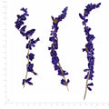 Pressed Flower Salvia, Purple beside a 180 mm ruler