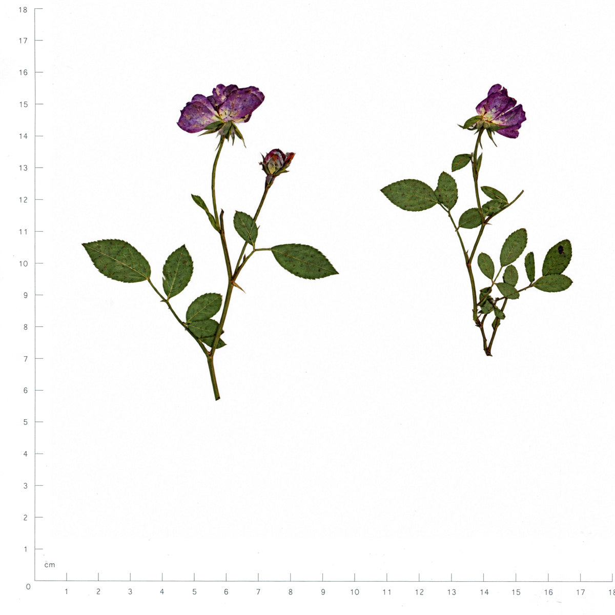 Pressed Flower Rose, Purple beside an 18 cm ruler
