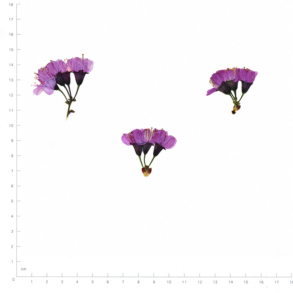 Pressed Flower Cherry Blossom, Purple beside a 180 mm ruler