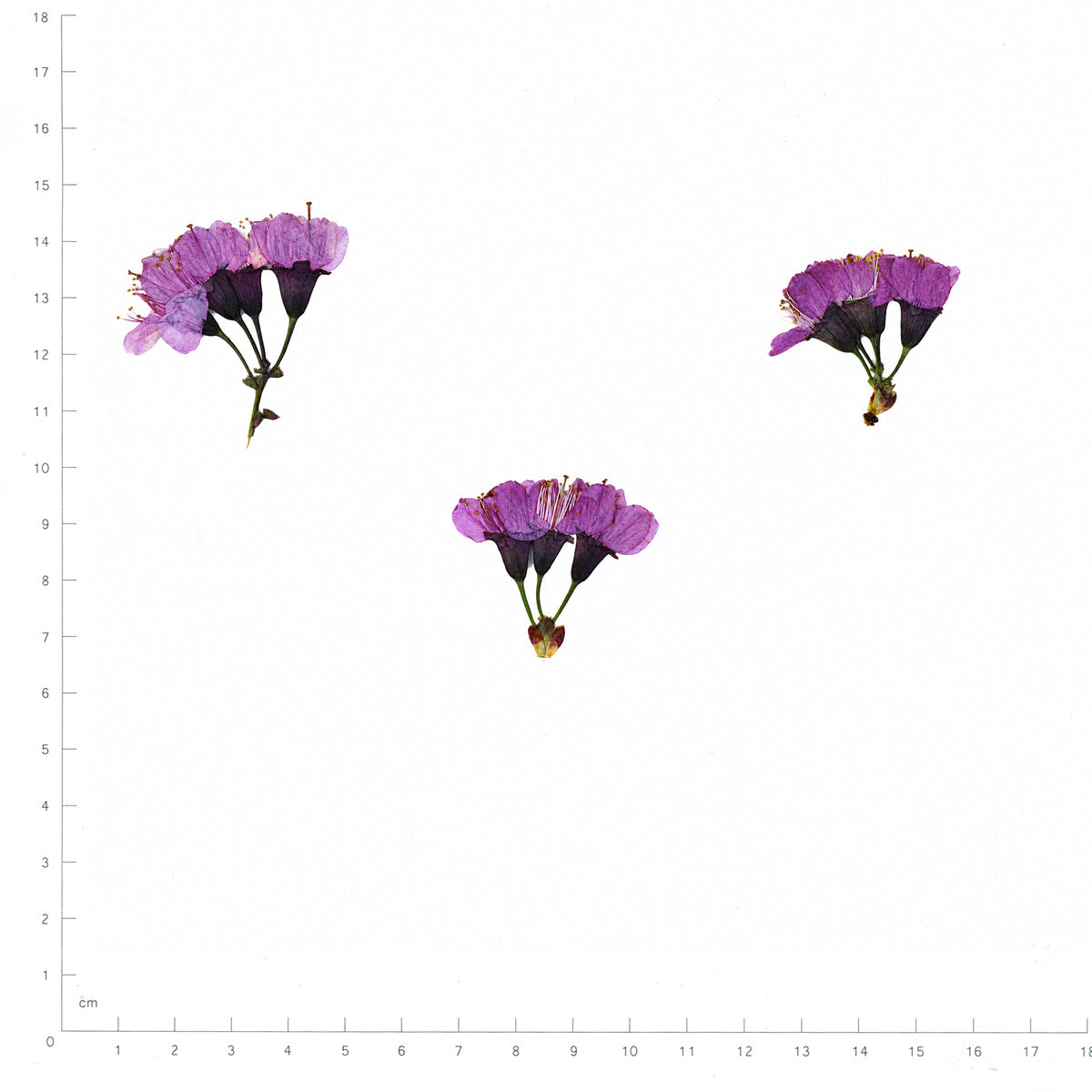 Pressed Flower Cherry Blossom, Purple beside a 180 mm ruler