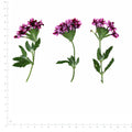 Pressed Flower Verbena, Purple beside a 180 mm ruler