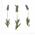 Pressed Flower Lavender, Purple beside an 18 cm ruler