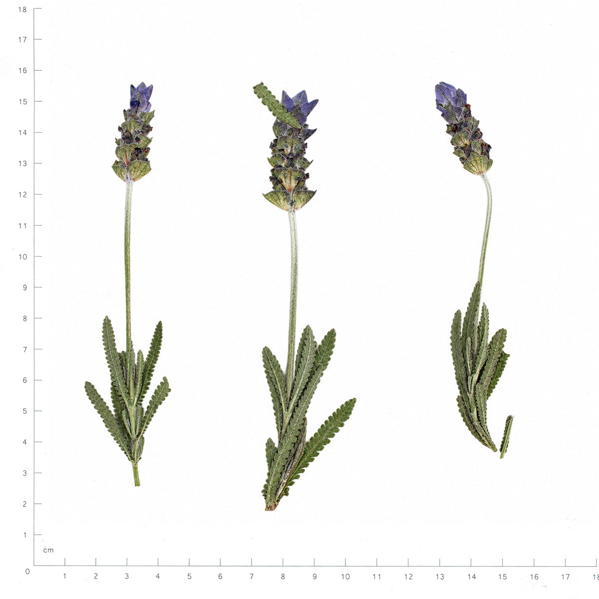 Pressed Flower Lavender, Purple beside an 18 cm ruler