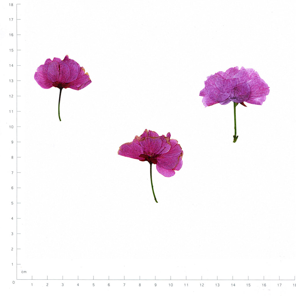 Pressed Flower Cosmos, Purple beside a 180 mm ruler