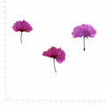 Pressed Flower Cosmos, Purple beside a 180 mm ruler