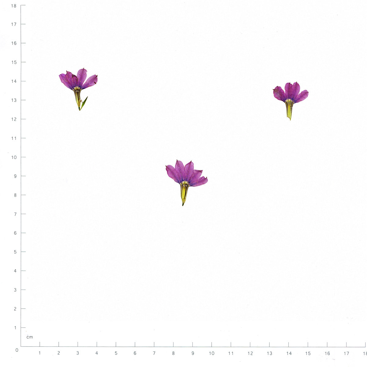 Pressed Flower Fan Flower, Purple beside a 180 mm ruler