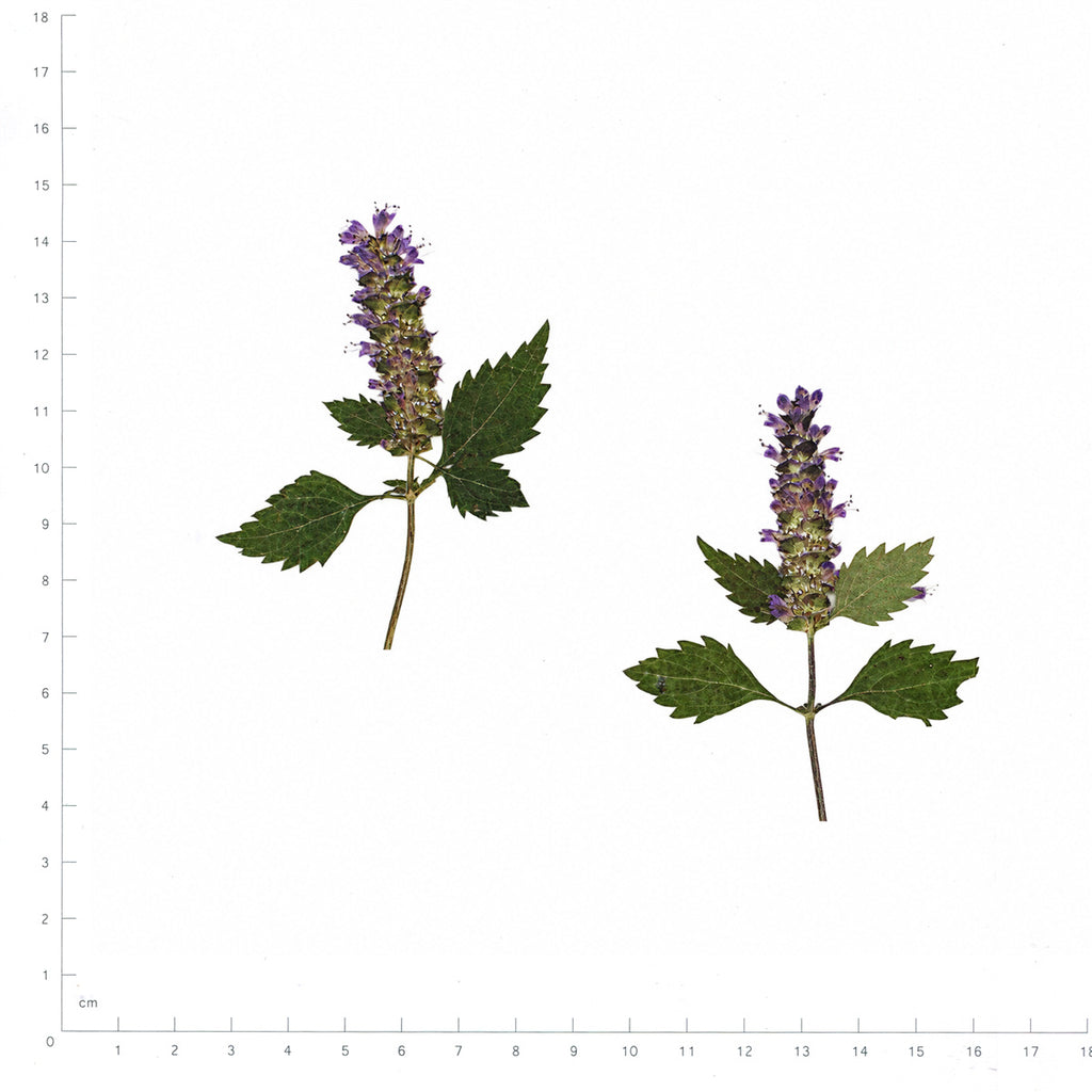 Pressed Korean Mint Flowers, Purple beside a 180 mm ruler