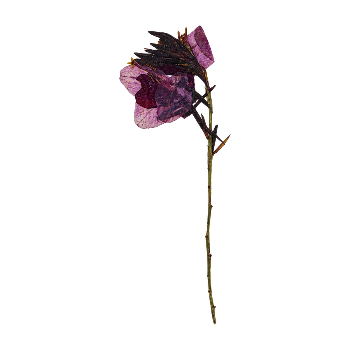 A pressed Gaura stem in purple with its natural shape and texture