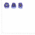 Pressed Viola specimens in purple with their natural shape and texture