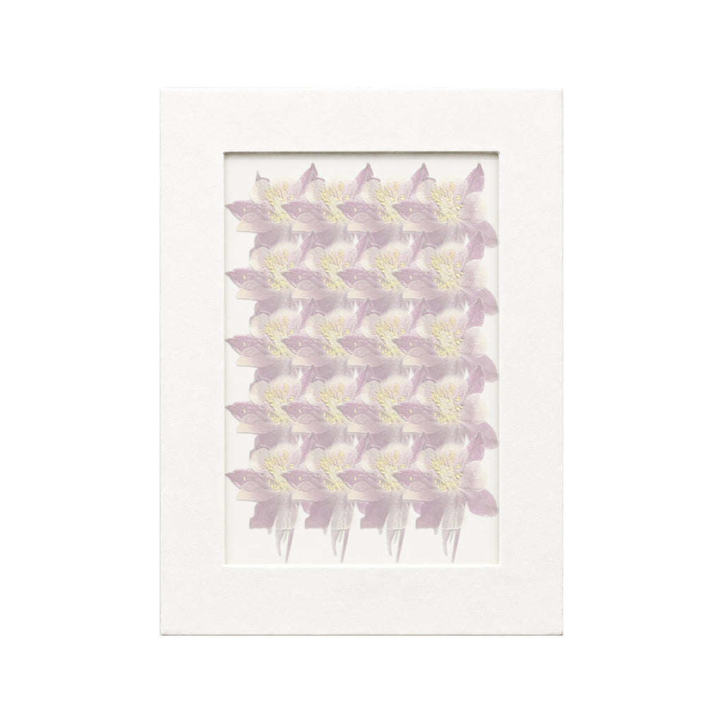 20 pressed Columbine pieces in purplish red beneath translucent tracing paper