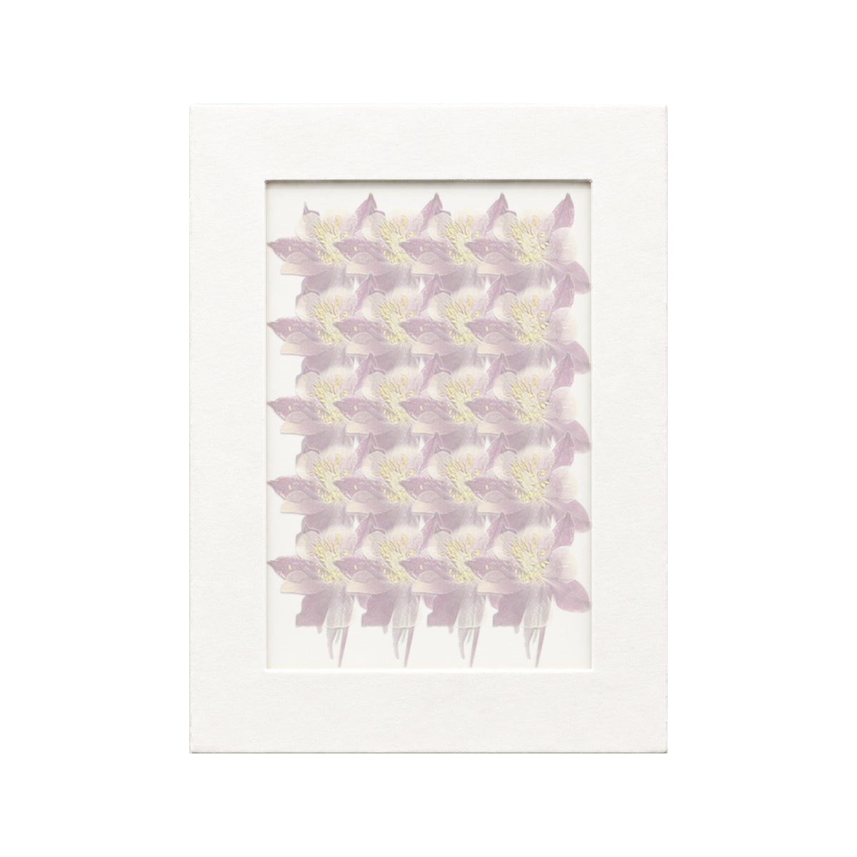 20 pressed Columbine pieces in purplish red beneath translucent tracing paper
