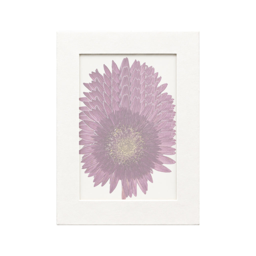 20 pressed Gerbera pieces in purplish red beneath translucent tracing paper