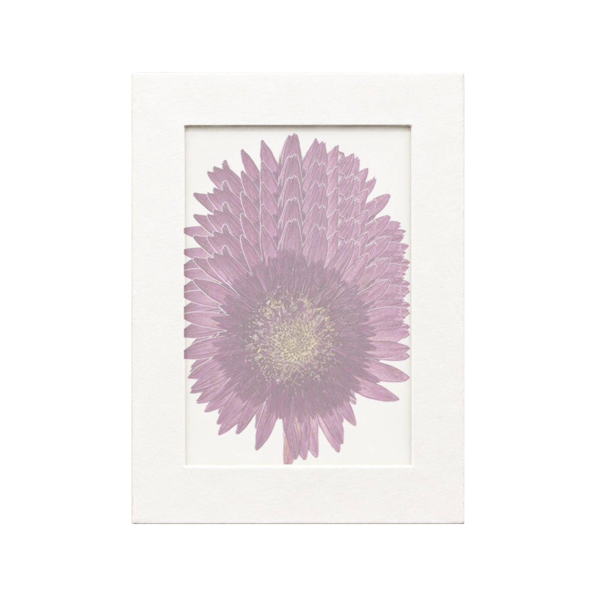 20 pressed Gerbera pieces in purplish red beneath translucent tracing paper
