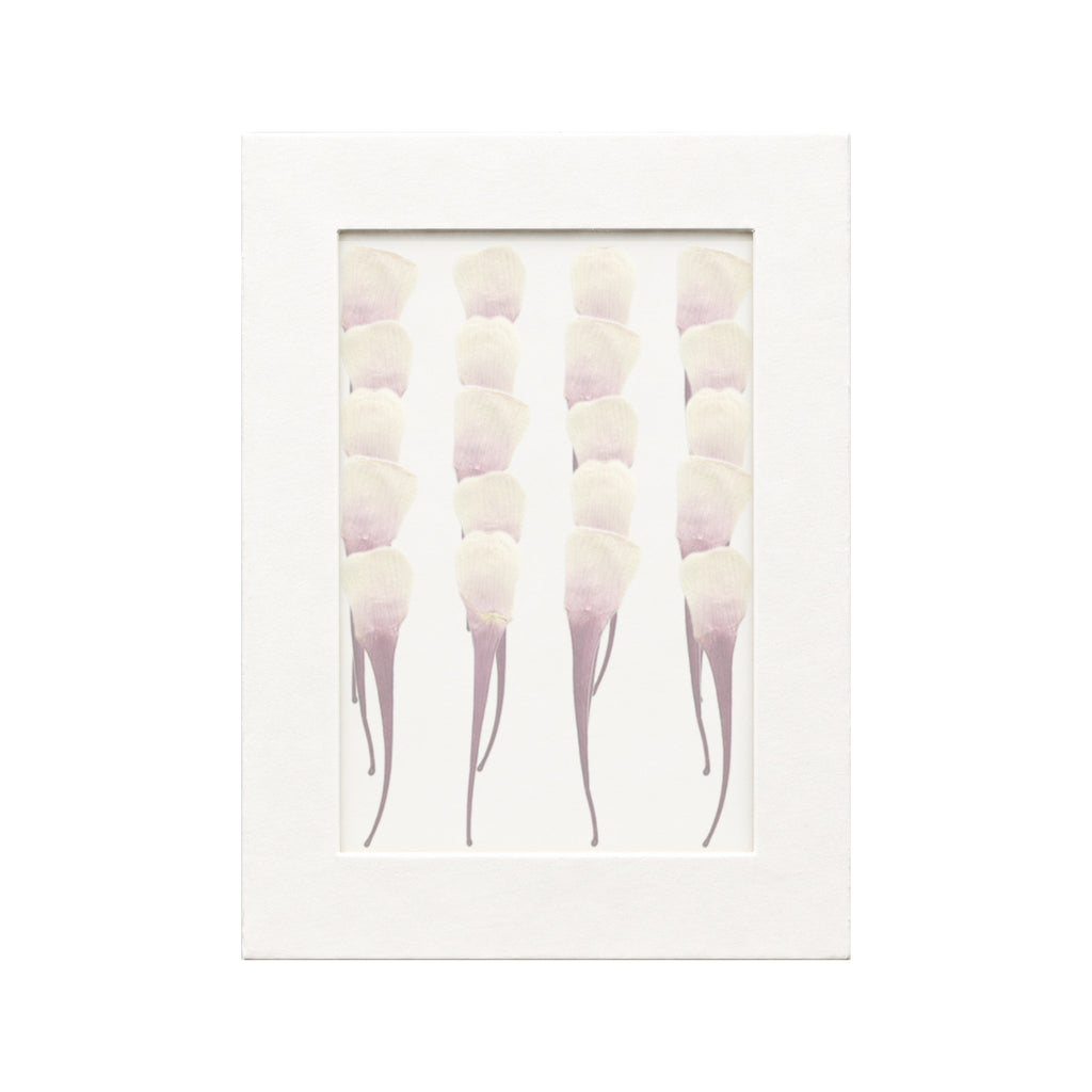 20 pressed Columbine Petals pieces in purplish red beneath translucent tracing paper