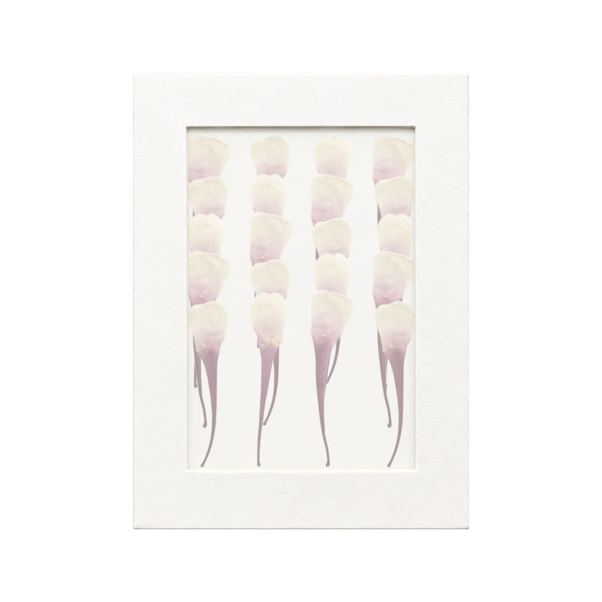 20 pressed Columbine Petals pieces in purplish red beneath translucent tracing paper