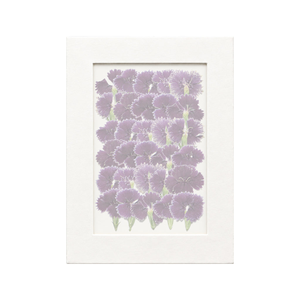 30 pressed Dianthus pieces in purplish red beneath translucent tracing paper