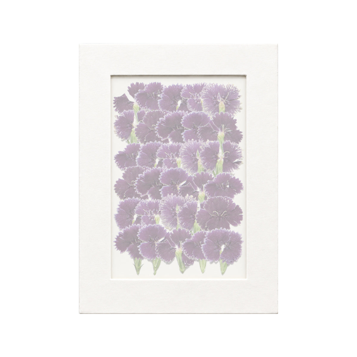 30 pressed Dianthus pieces in purplish red beneath translucent tracing paper