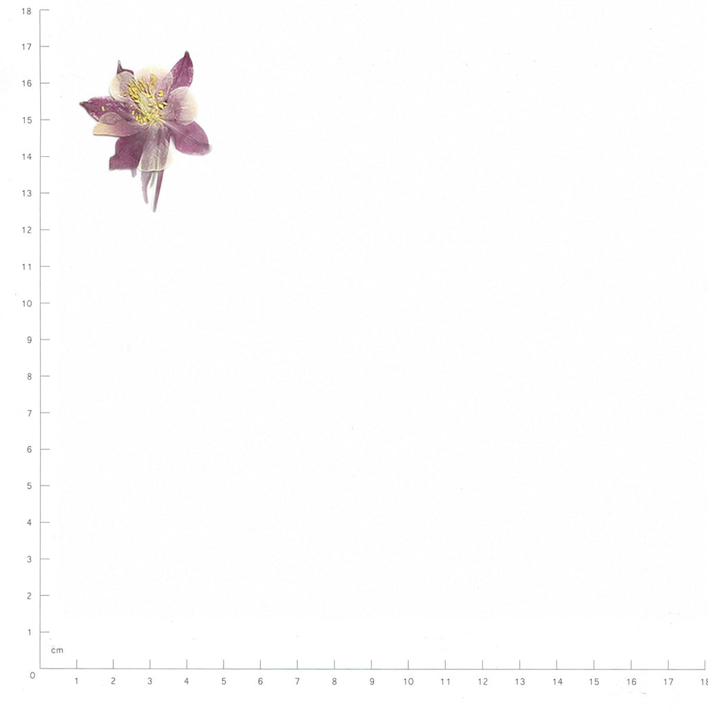 Pressed Columbine specimens in purplish red with their natural shape and texture