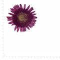 Pressed Gerbera specimens in purplish red with their natural shape and texture
