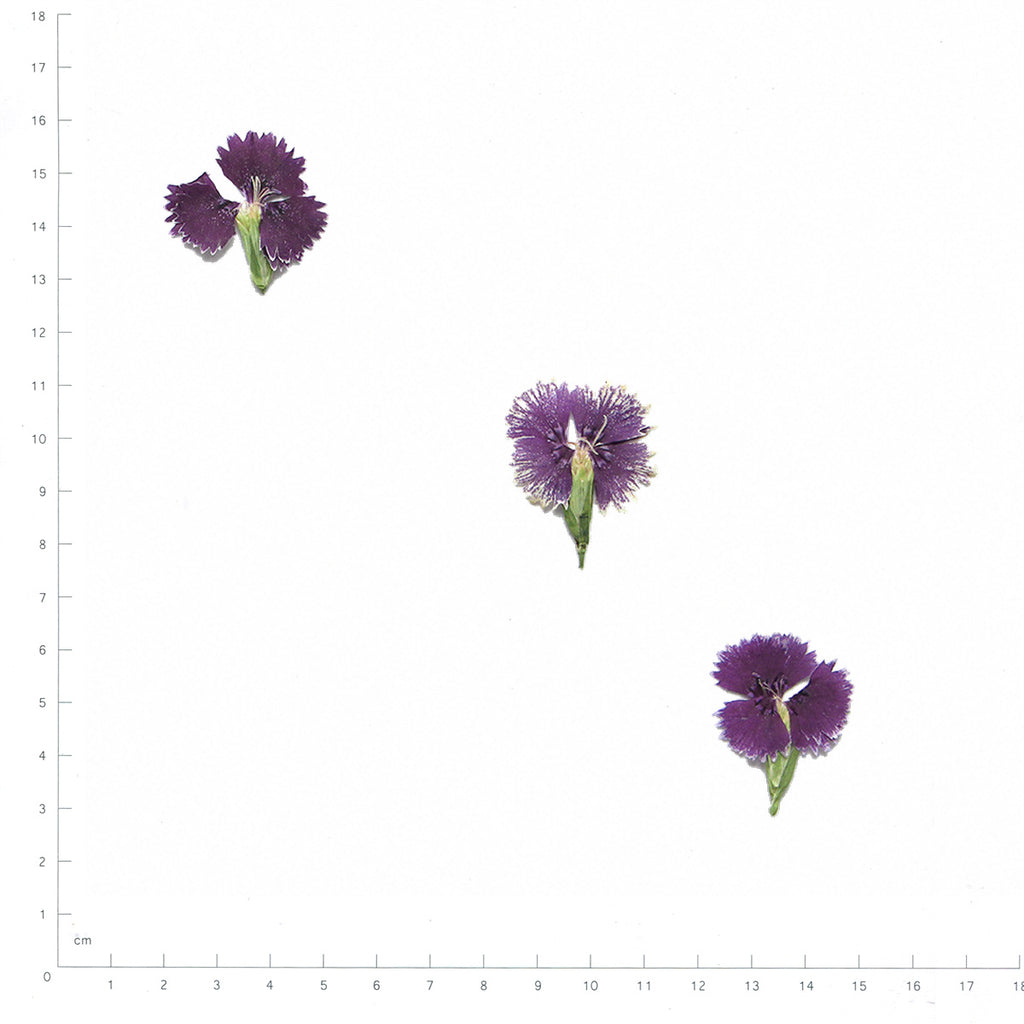 Pressed Dianthus specimens in purplish red with their natural shape and texture